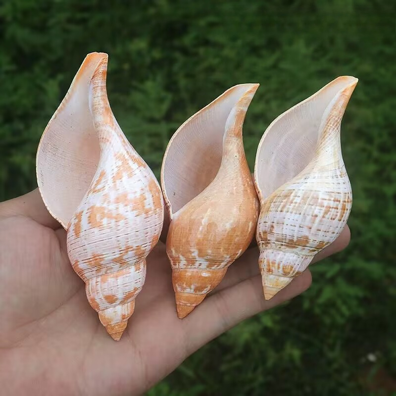 Natural Conch Tulip Snail Herm – обзор и цена Aquarium Fish Popular