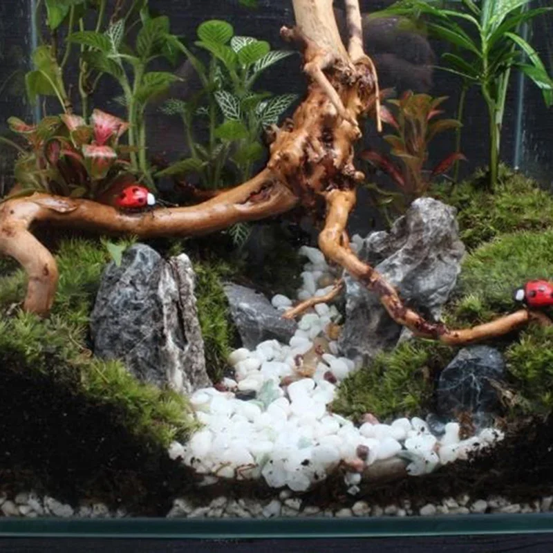 Natural Tree Trunk Driftwood A – обзор и цена Aquarium Fish Diseases