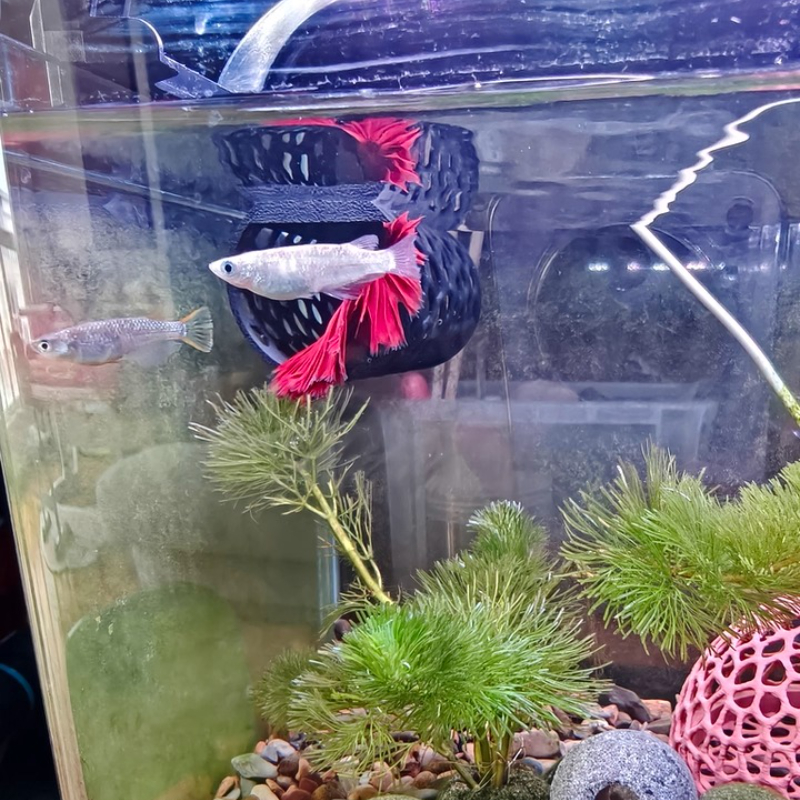 Floating Betta Hammock Tunnel, – обзор и цена Aquarium Fish Hide