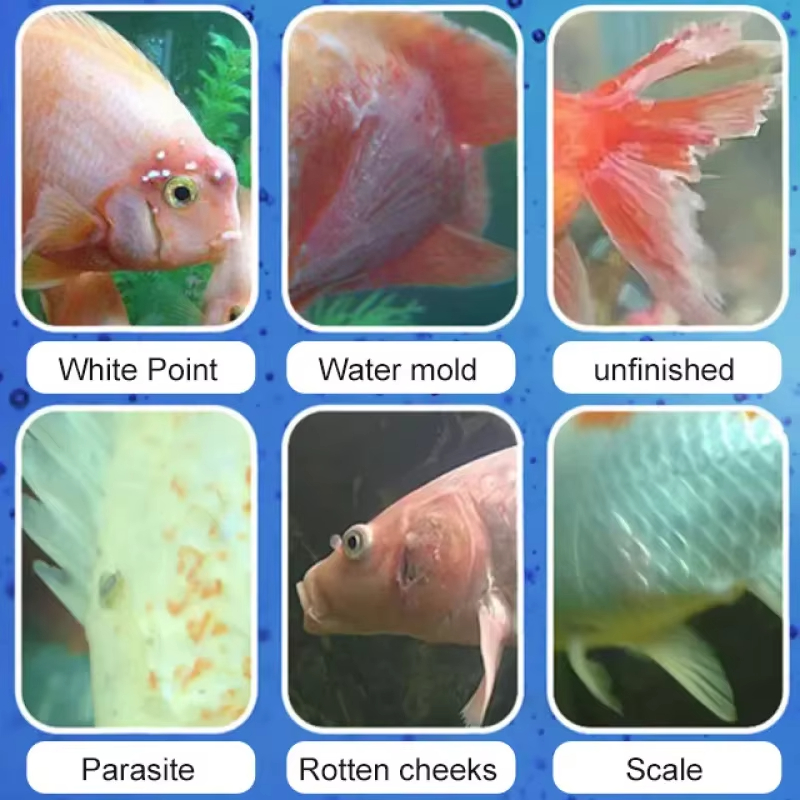 SIKEZHAN Fish Disease Treatmen – обзор и цена Aquarium Fish Quality