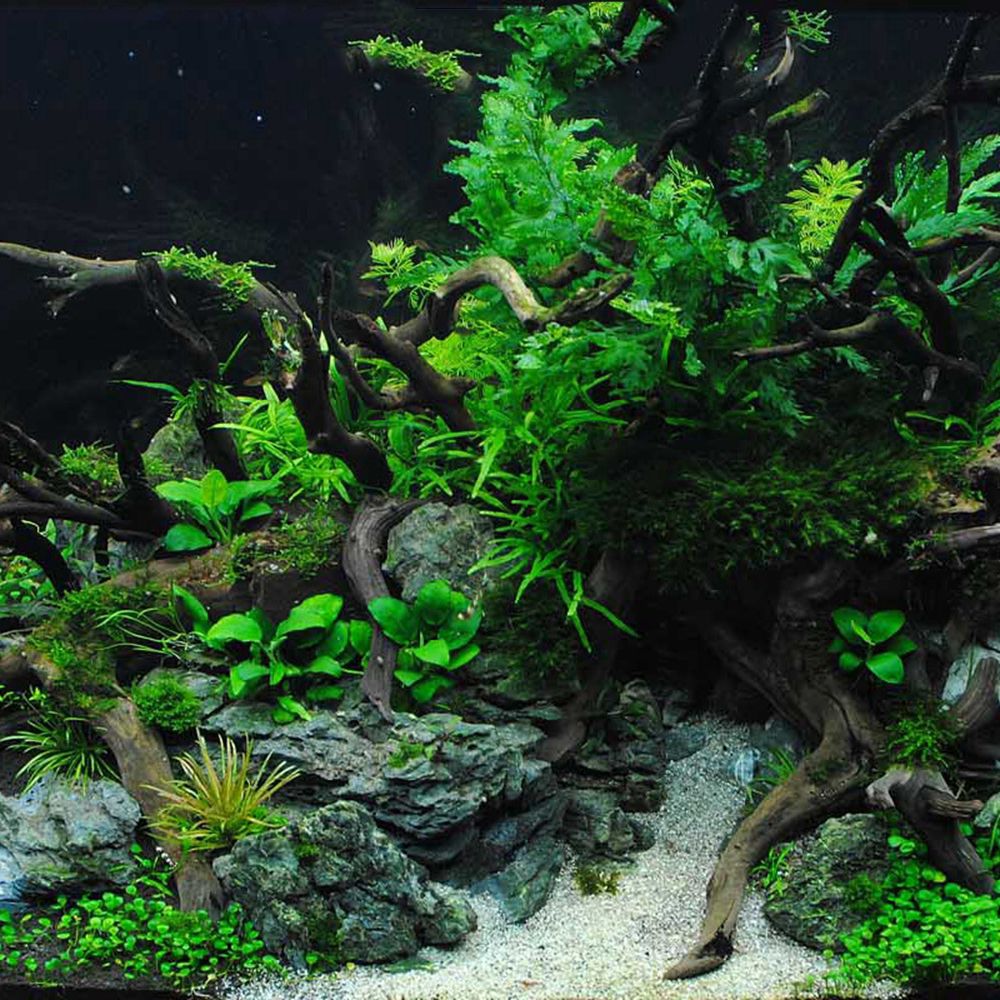 1 Pcs Wood Reptile Fish Tank O – обзор и цена Aquarium Fish Diseases