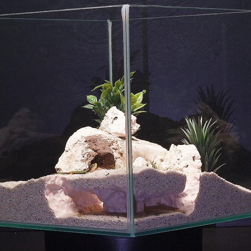 3DPrinted Fish Tank Tunnel She – обзор и цена Aquarium Fish Hide