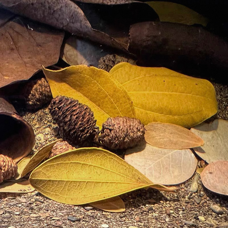 20pcs/lot Alder Cones Anti-Bac – обзор и цена Aquarium Fish Diseases