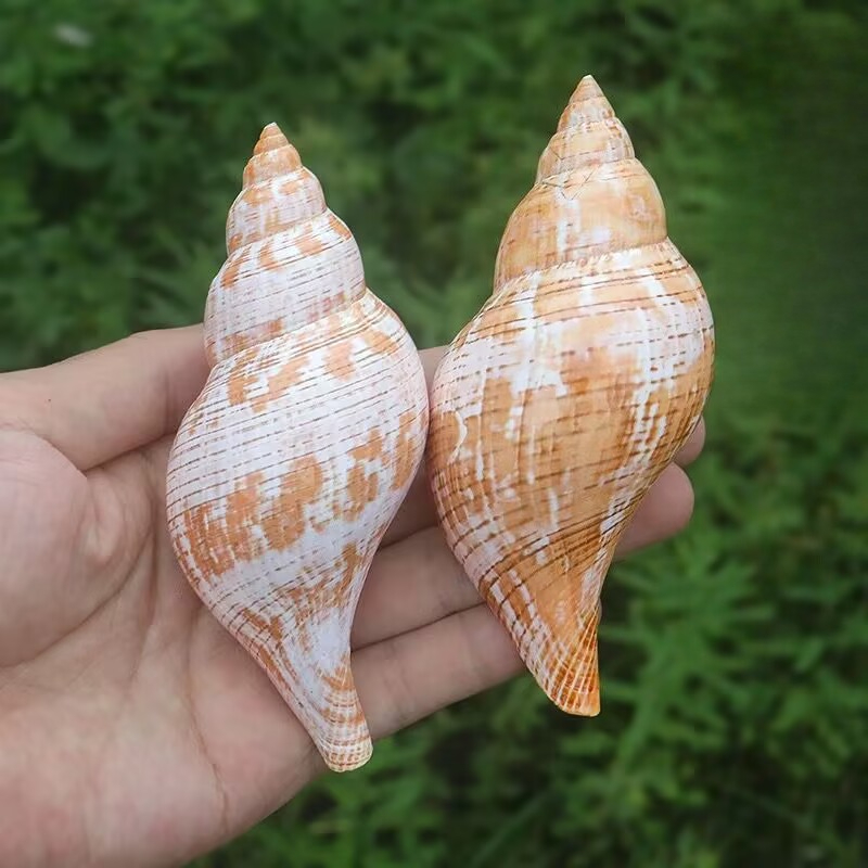 Natural Conch Tulip Snail Herm – обзор и цена Aquarium Fish Popular