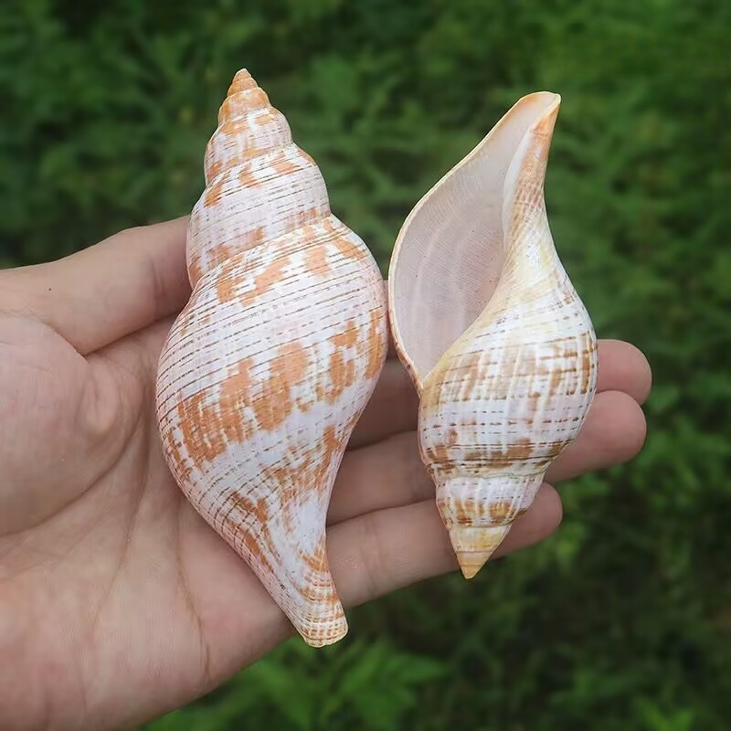Natural Conch Tulip Snail Herm – обзор и цена Aquarium Fish Popular