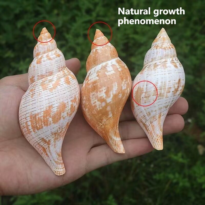 Natural Conch Tulip Snail Herm – обзор и цена Aquarium Fish Popular